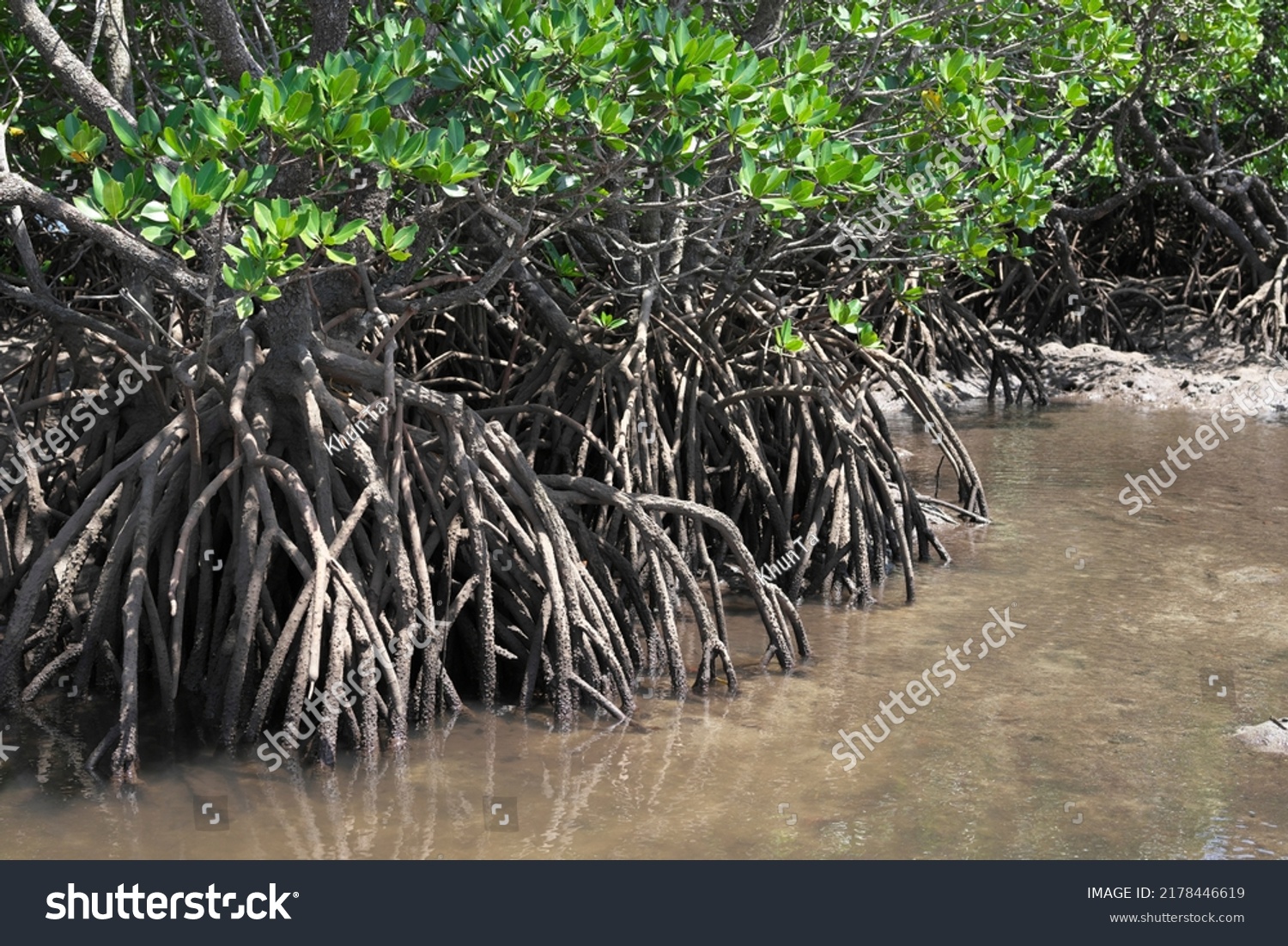 Mangrove Forest Along Fukido River Ishigaki Stock Photo 2178446619 ...