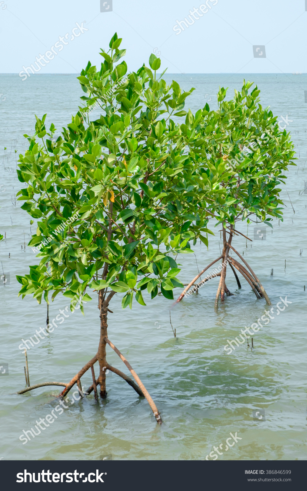 Mangrove, Forest At The River Estuary, Stock Photo 386846599 : Shutterstock