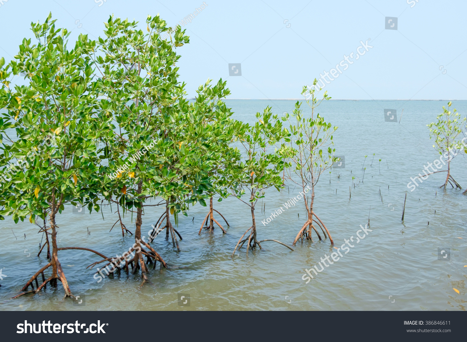 Mangrove, Forest At The River Estuary, Stock Photo 386846611 : Shutterstock