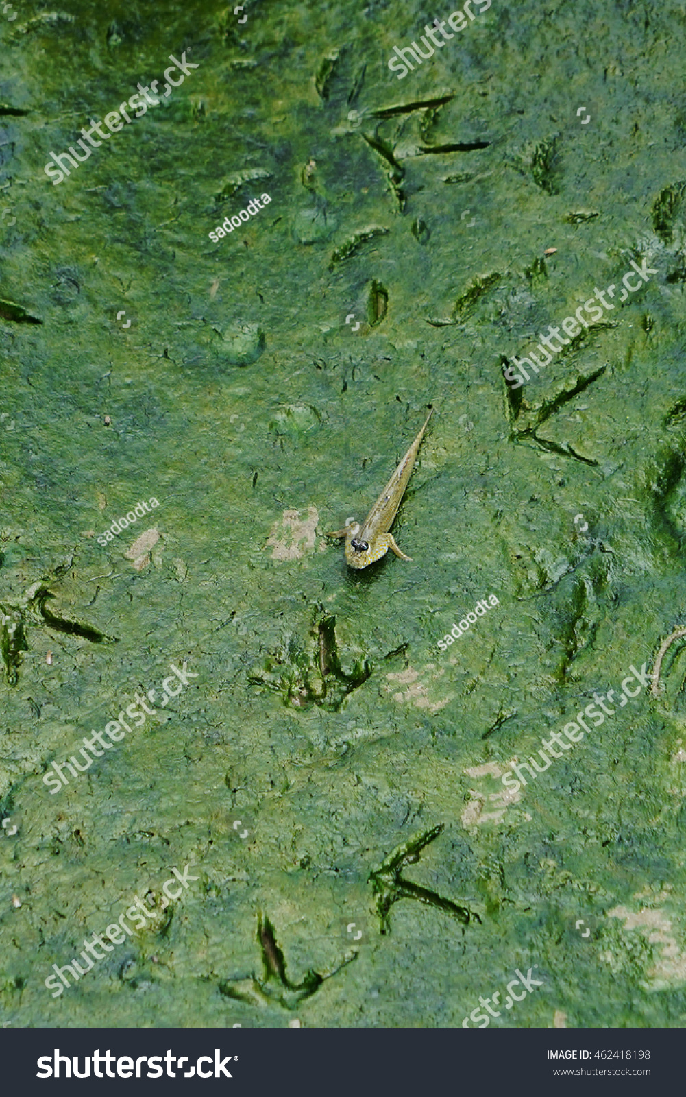 Mangrove Forest Mud Stock Photo 462418198 Shutterstock