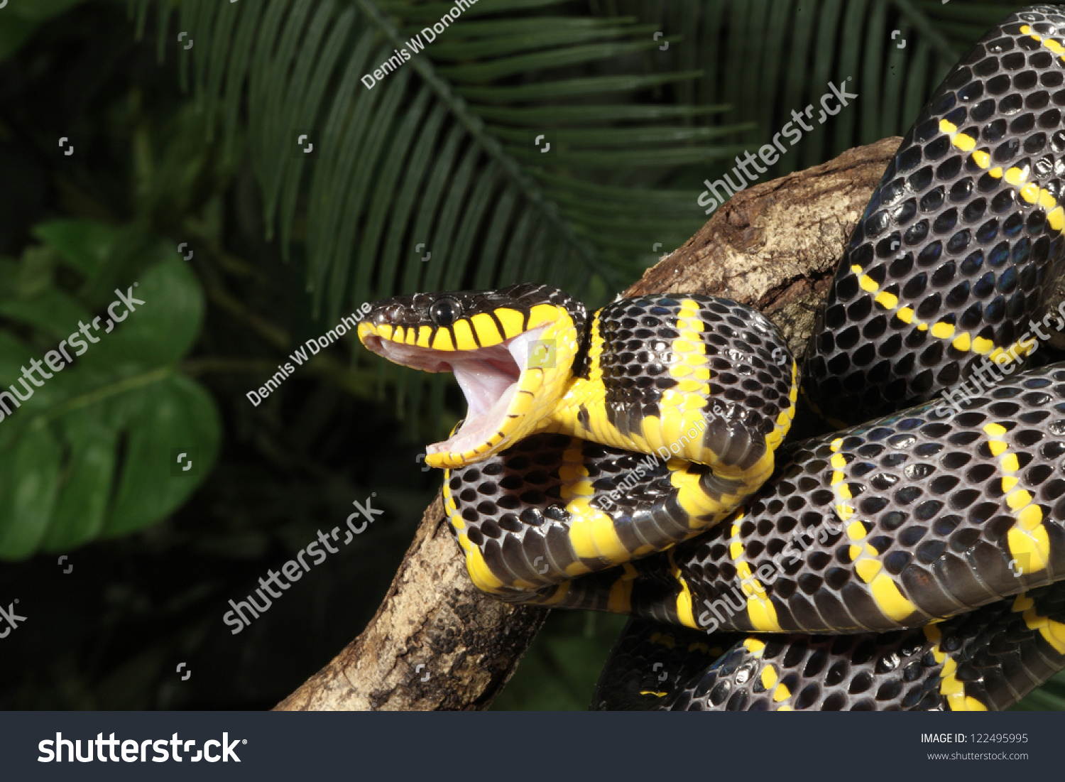 Mangrove snake фото