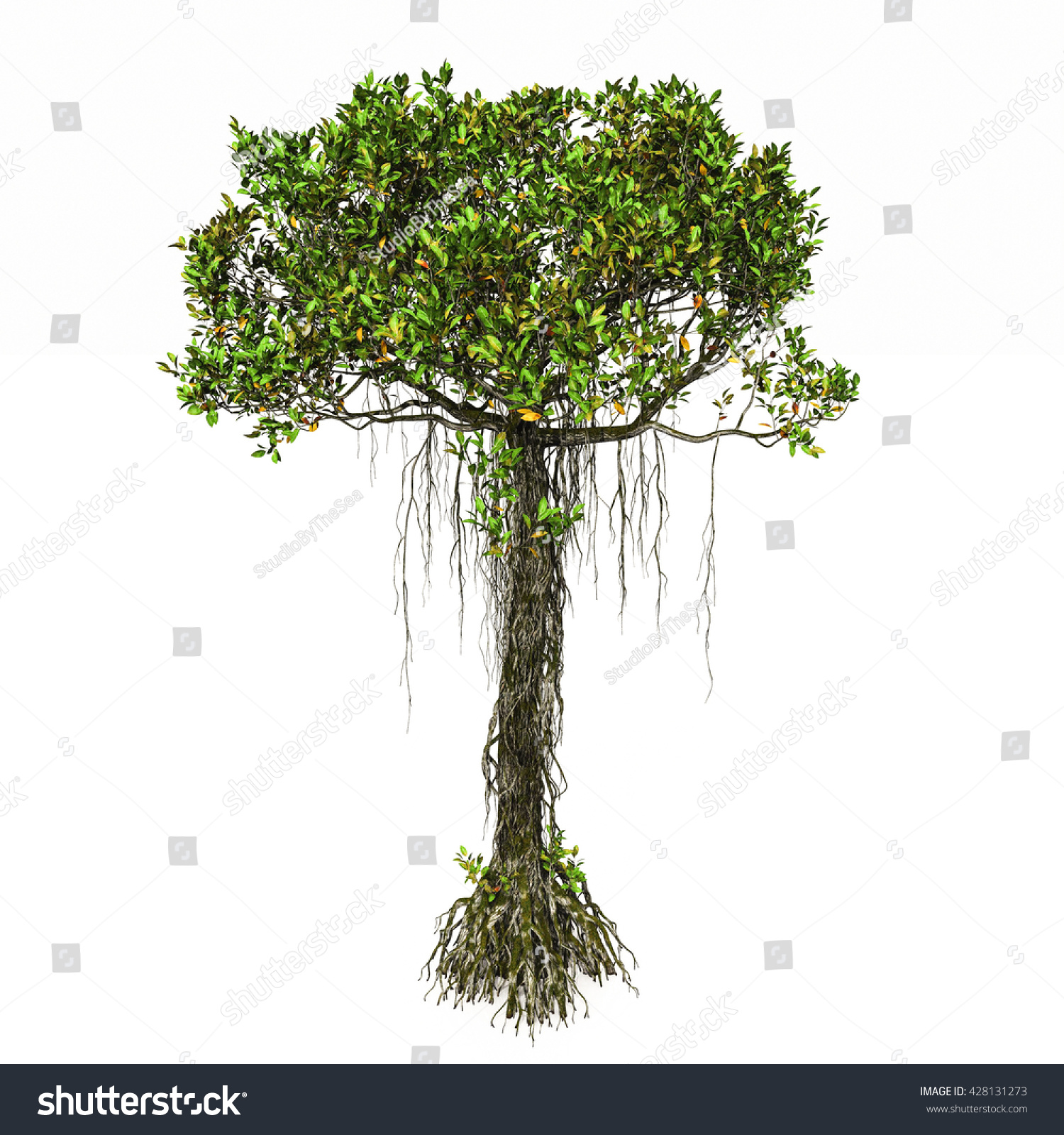 Mangrove Tree White Background Isolated Stock Photo 428131273