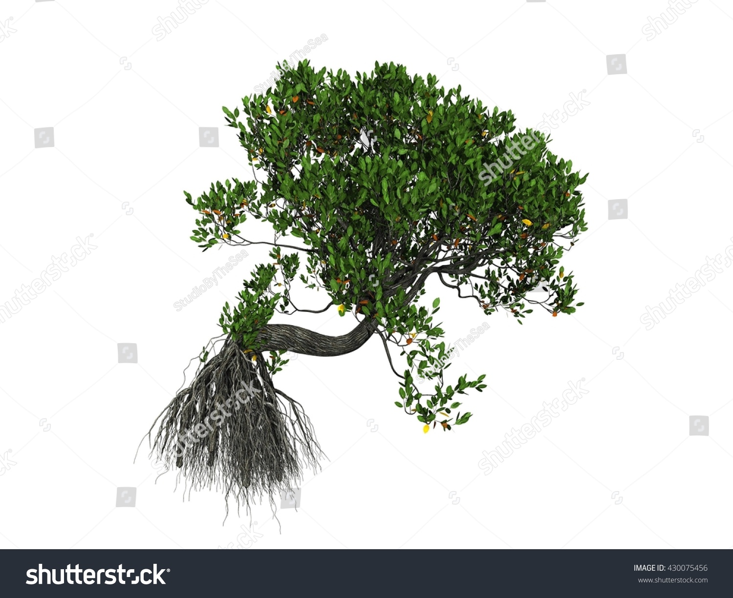 Mangrove Tree In White Background Isolated Stock Photo 430075456