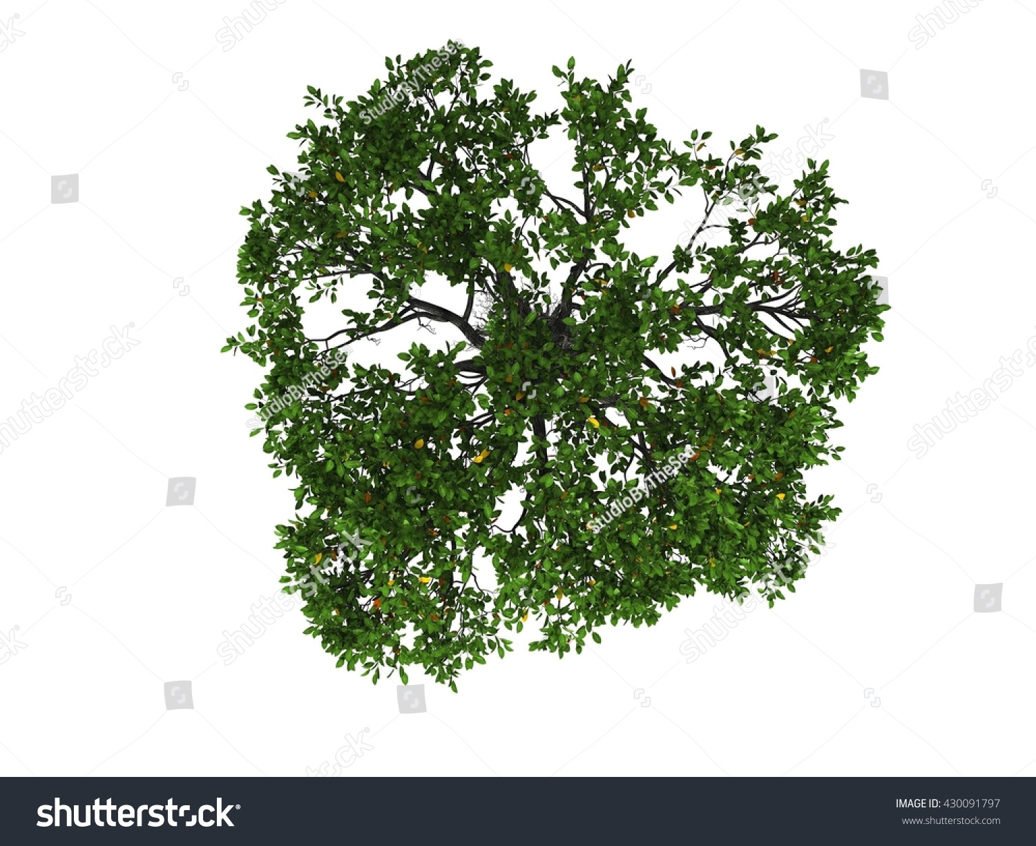 Mangrove Tree Png - 270+ Amazing SVG File