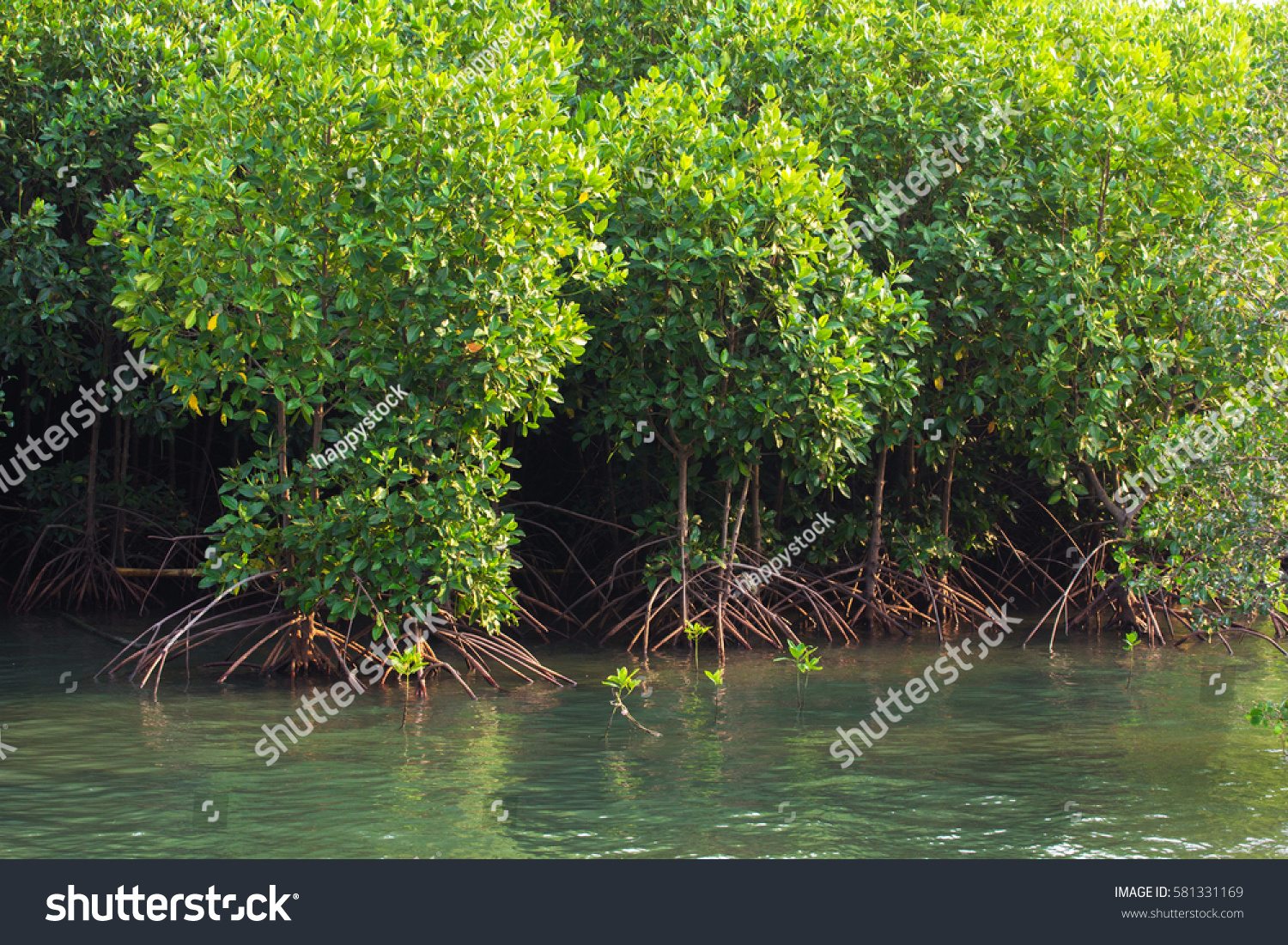 35,755 Mangrove swamp Images, Stock Photos & Vectors | Shutterstock