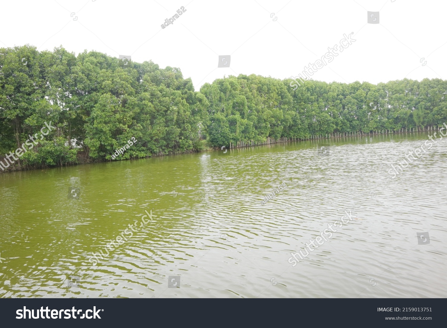 Mangrove Trees On Edge Swamp Photo库存照片2159013751 Shutterstock