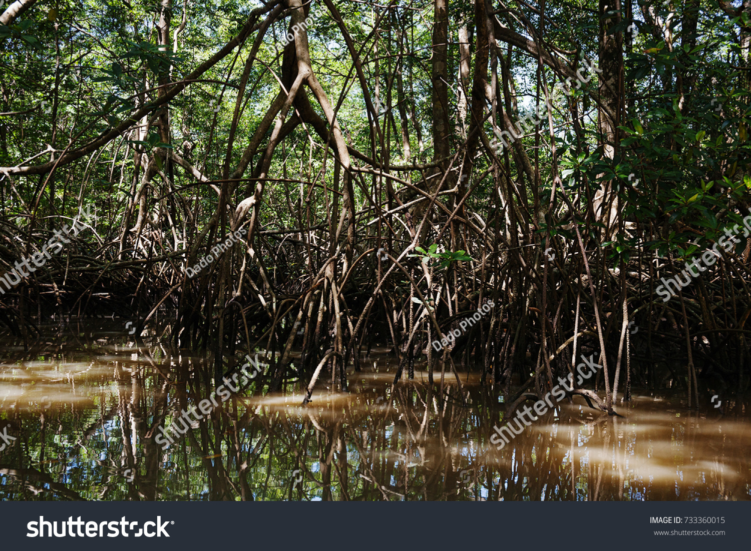 Mangrove Trees Roots By Amazon River Stock Photo 733360015 