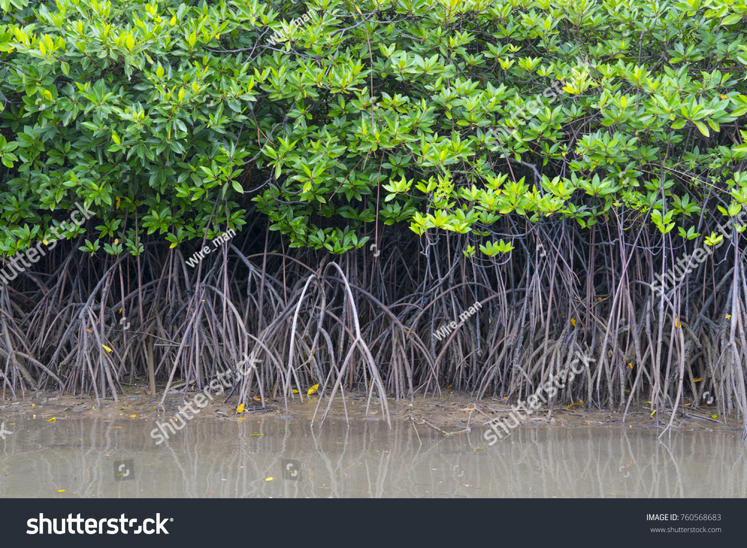 Mangroves River Bank Stock Photo 760568683 | Shutterstock