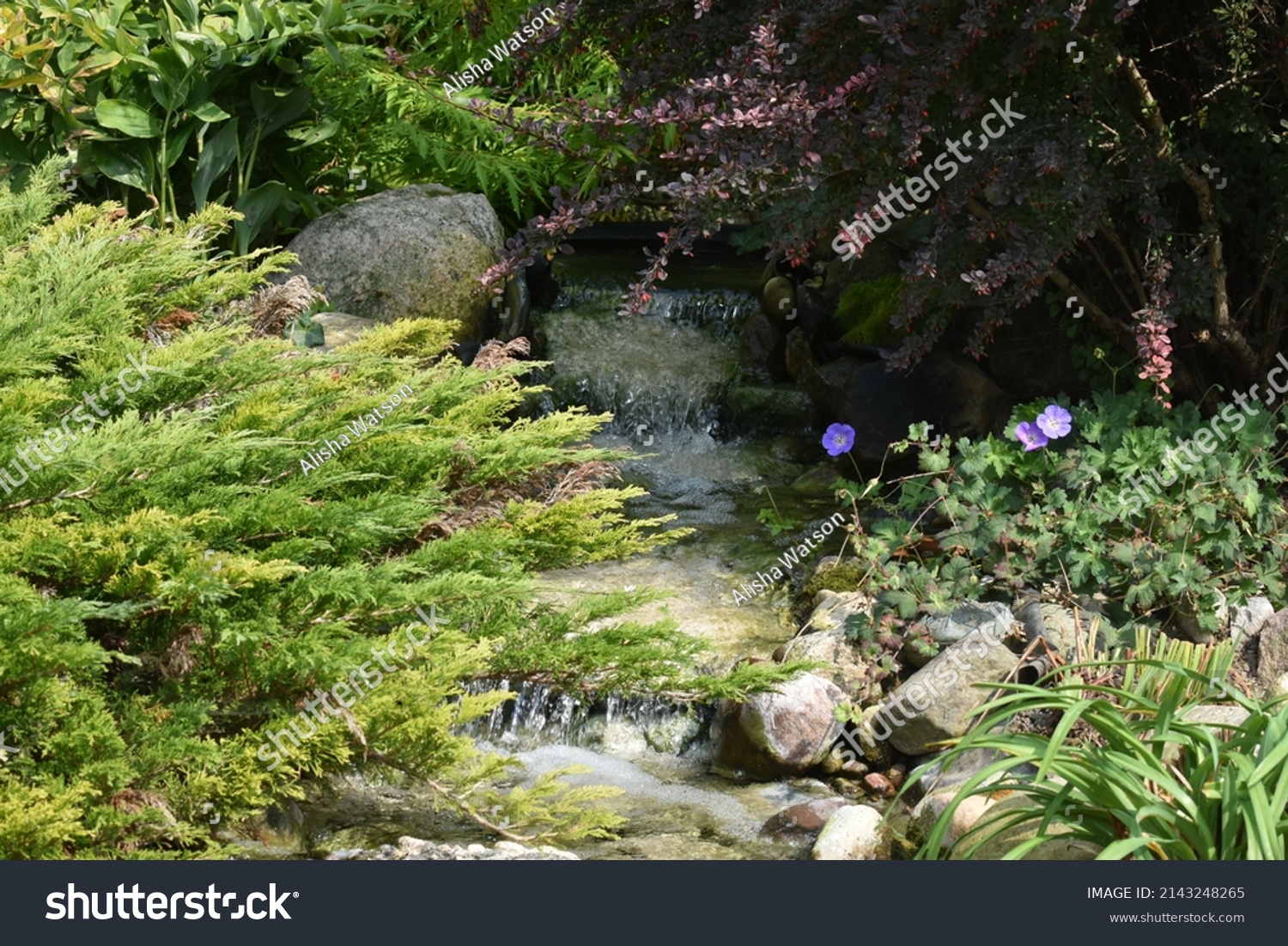 Manmade Stream Waterfall Lush Garden Stock Photo 2143248265 | Shutterstock