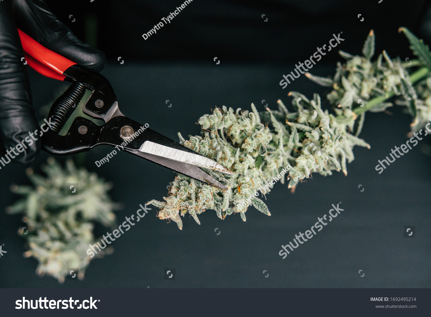 2,779 Cannabis Trim Stock Photos, Images & Photography | Shutterstock