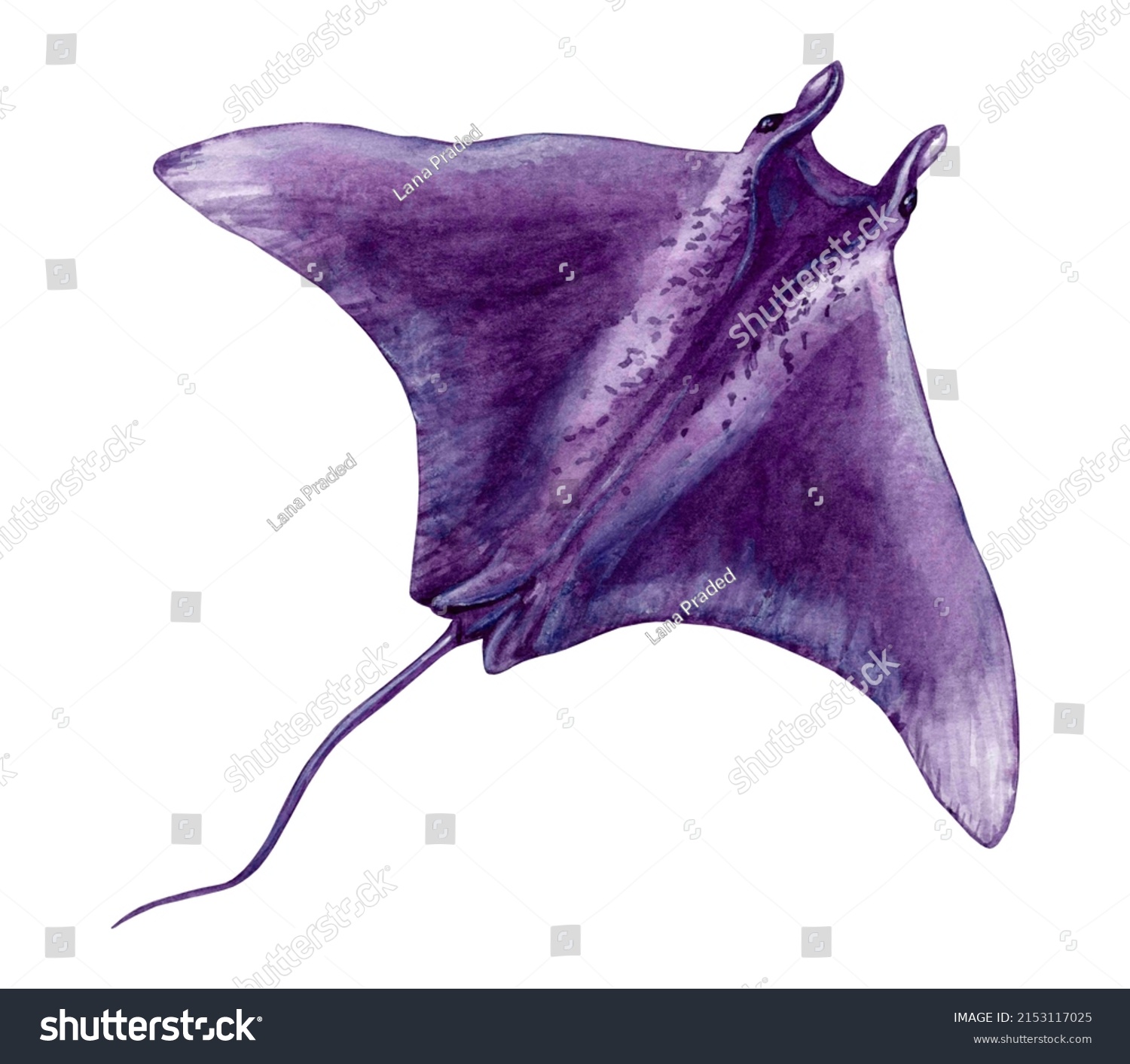 Manta Ray Giant Sea Devil Isolated Stock Illustration 2153117025 ...