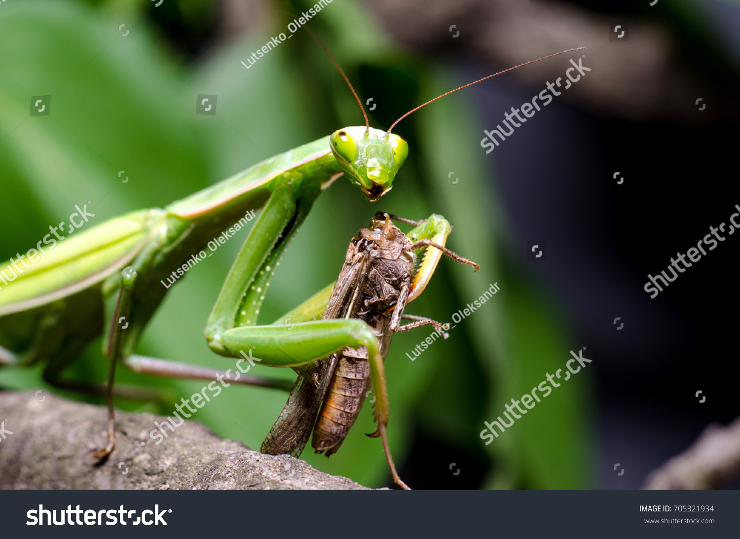 Mantis mouth Images, Stock Photos & Vectors | Shutterstock