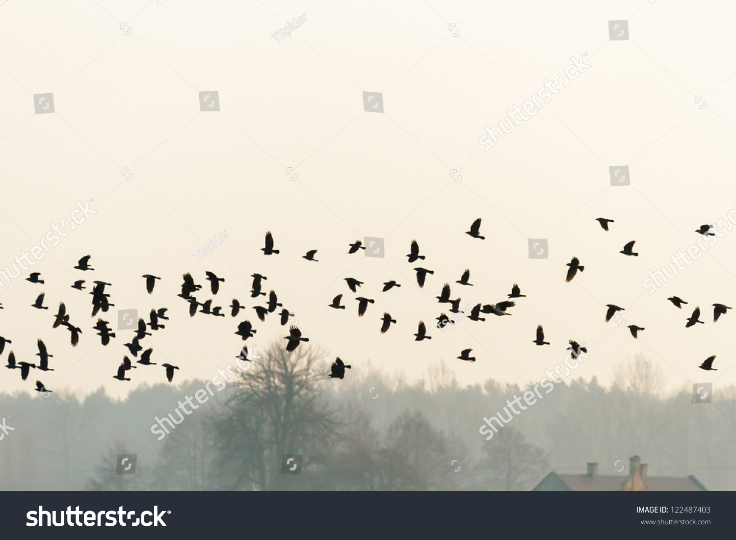 Many Birds Flying Sky Nature Series Stock Photo (Edit Now) 122487403