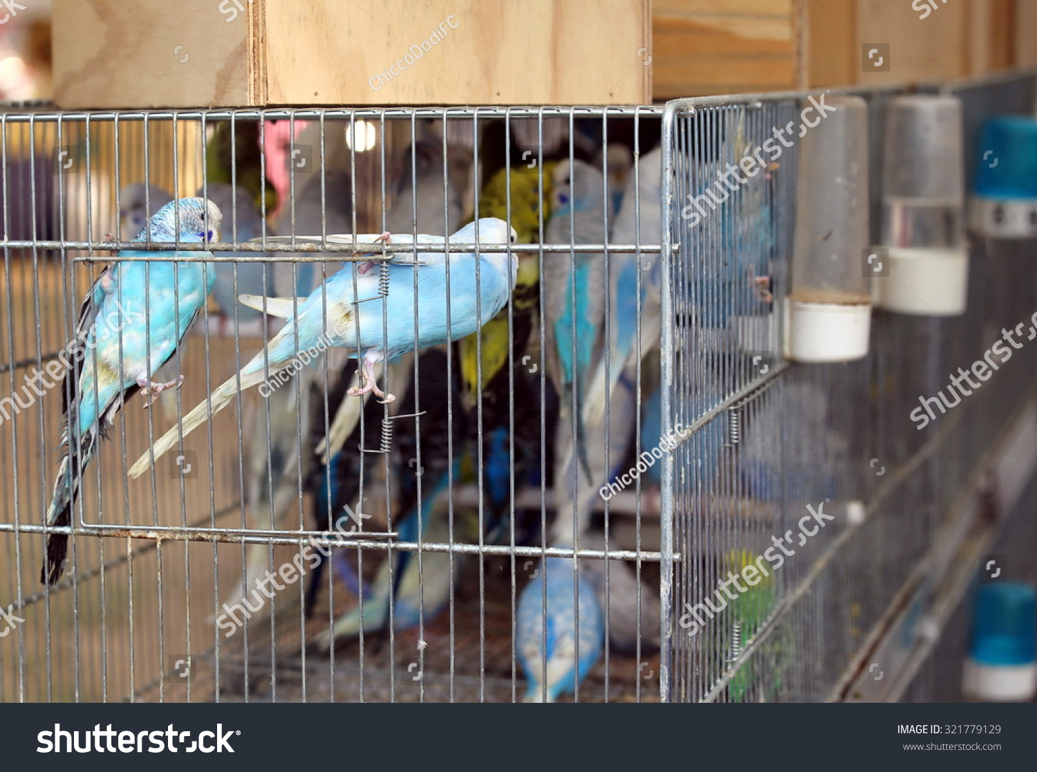 budgerigar cages for sale