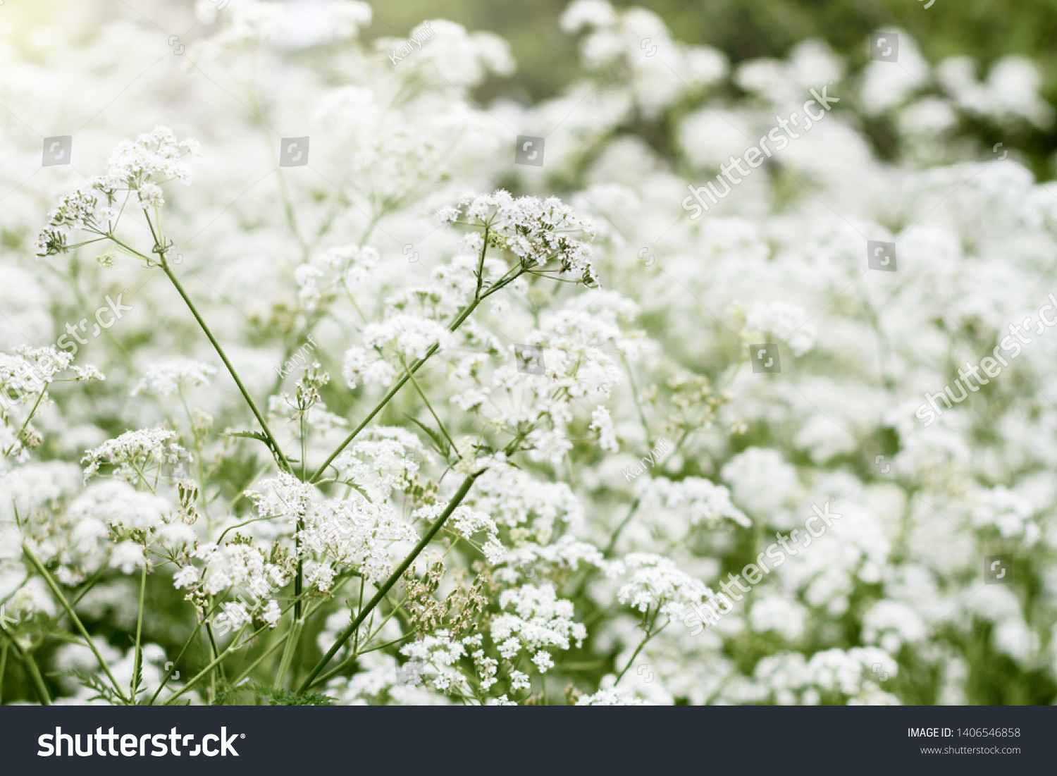 Parsley flower Images, Stock Photos & Vectors | Shutterstock