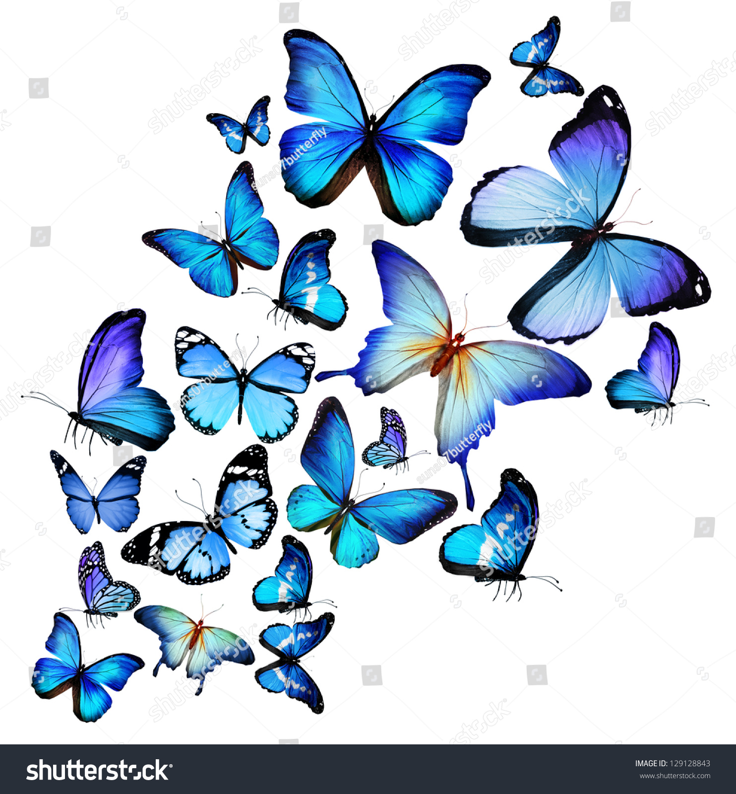 Many Different Butterflies Isolated On White Stock Illustration