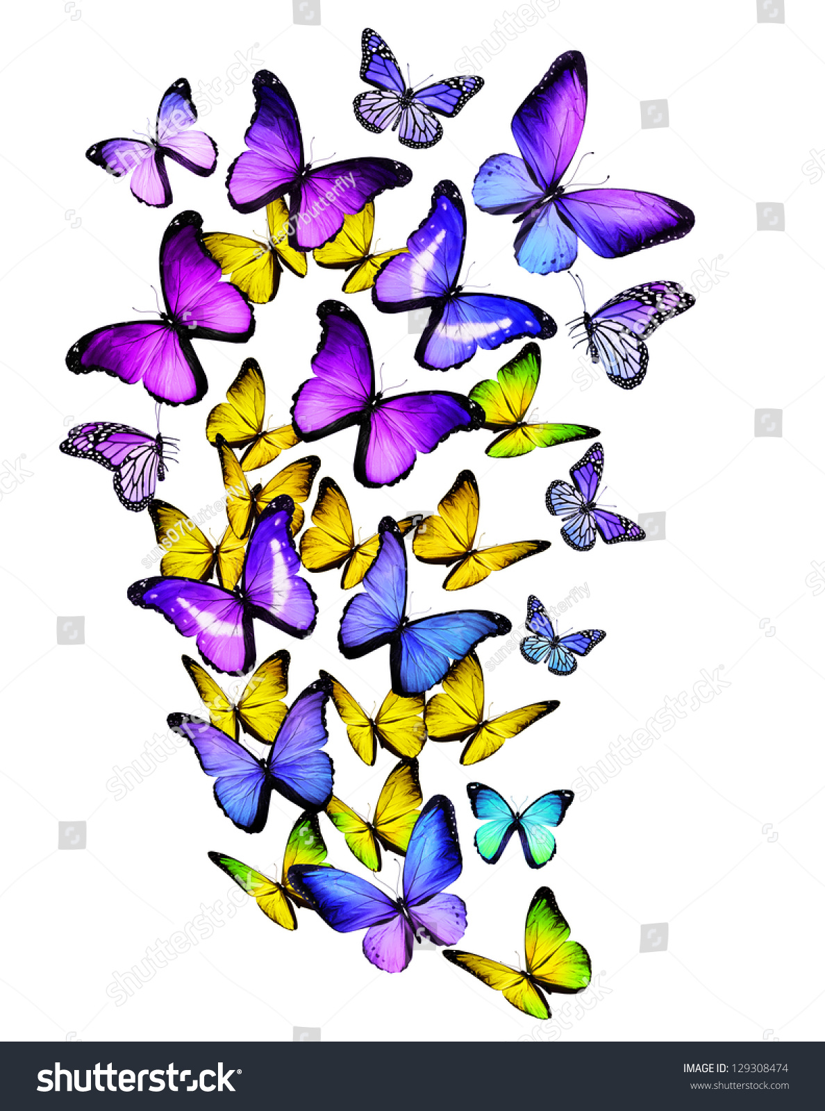 Many Different Butterflies, Isolated On White Background Stock Photo ...