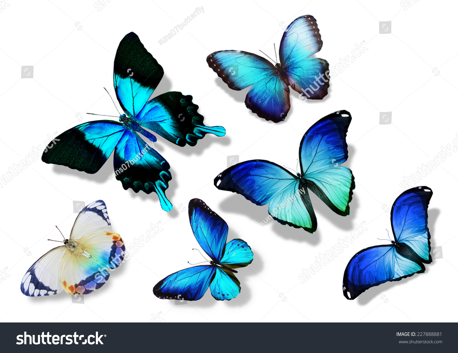 Many Different Butterflies, Isolated On White Background Stock Photo ...