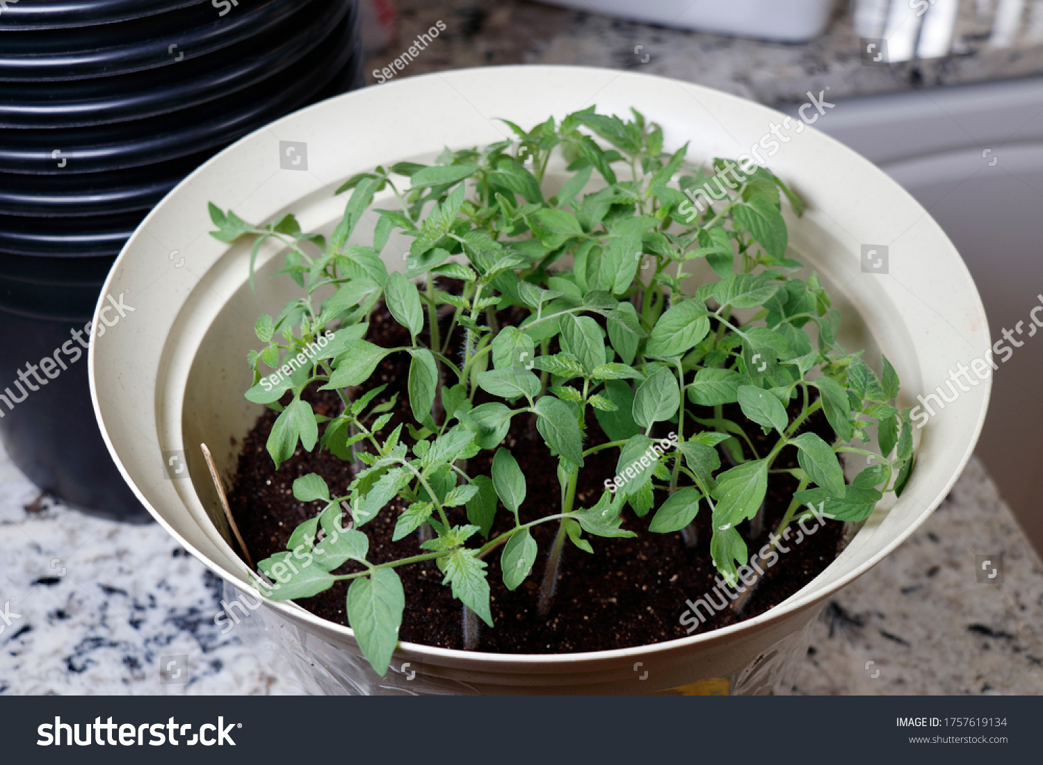 Many Grape Tomato Plant Seedlings Growing Stock Photo Edit Now