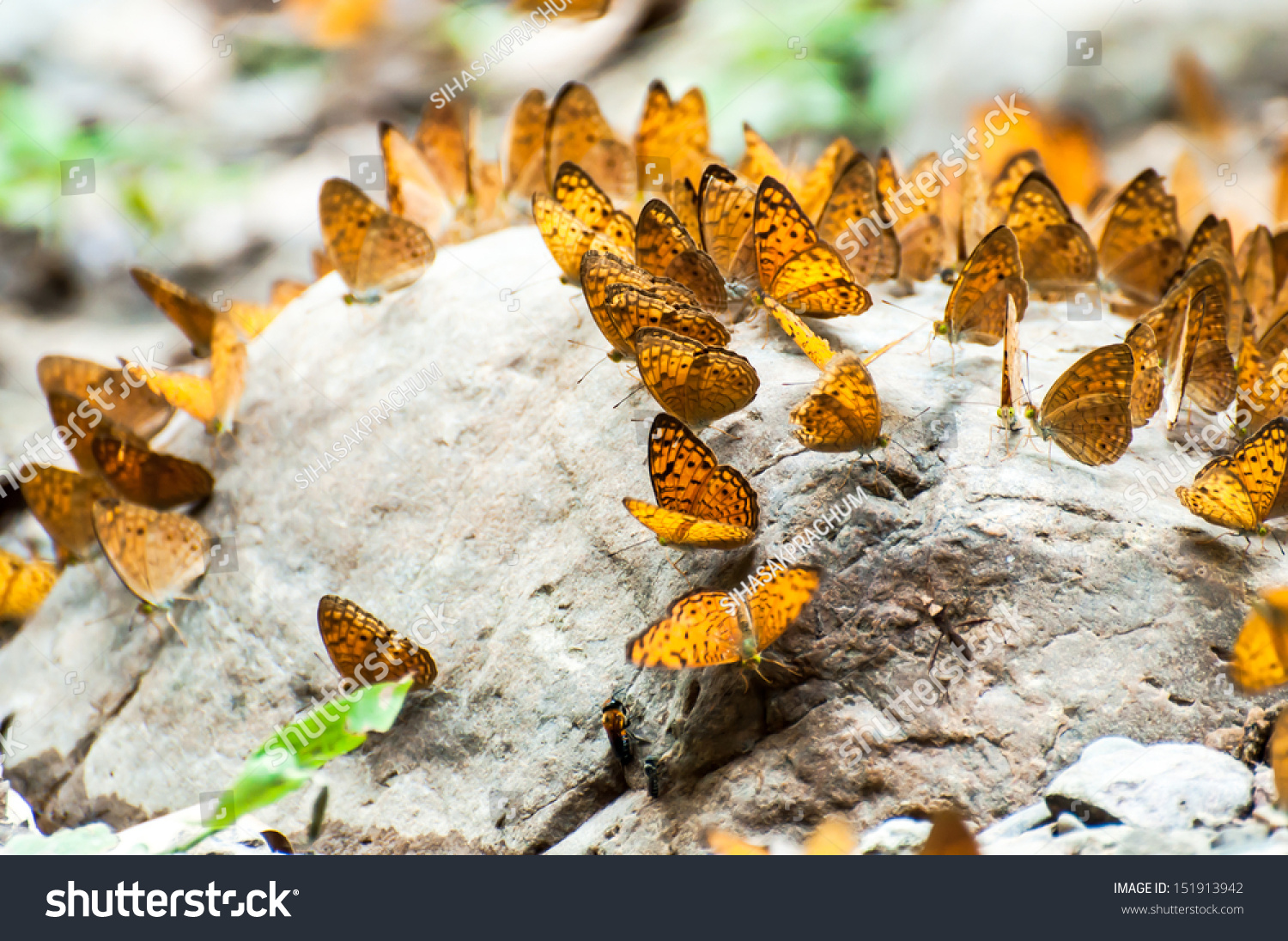 Many Pieridae Butterflies Gathering Water On Floor, Kaeng Krachan ...