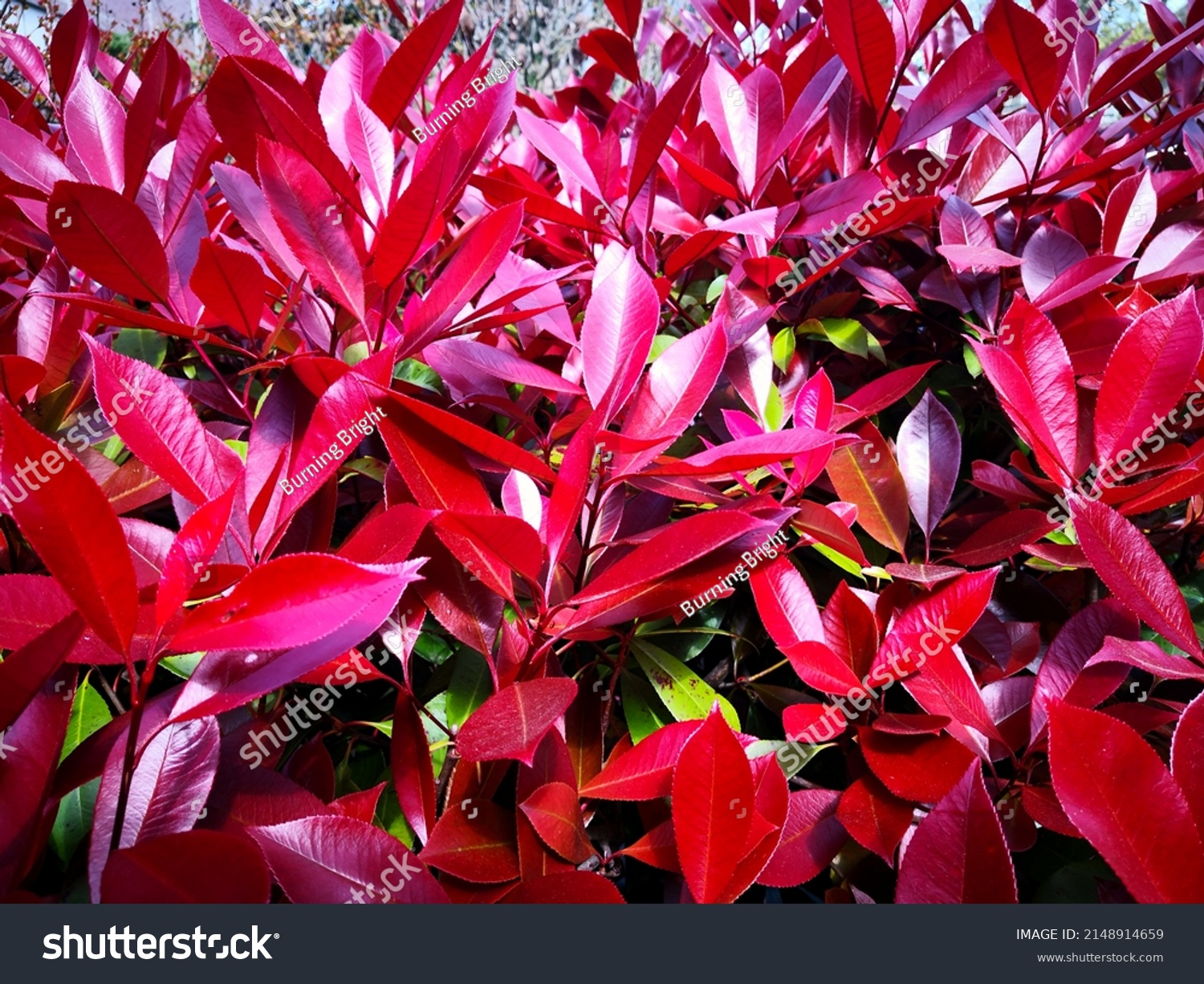 825 Red Tip Bush Images, Stock Photos & Vectors 