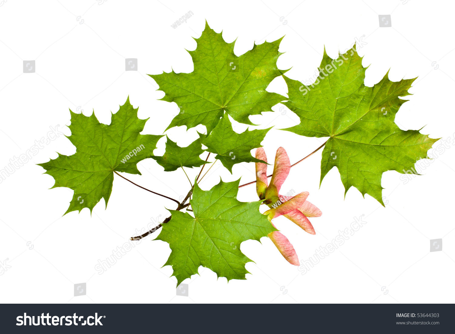 Maple Branch With Leaves And Seed Pods Stock Photo 53644303 : Shutterstock