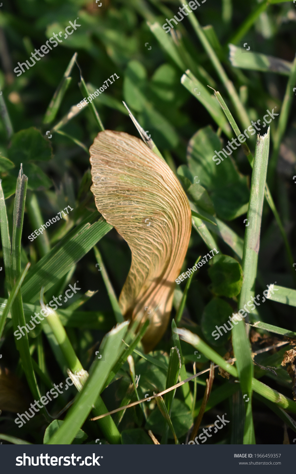 Maple Tree Helicopter Seed Grass Stock Photo 1966459357 Shutterstock   Stock Photo Maple Tree Helicopter Seed In Grass 1966459357 