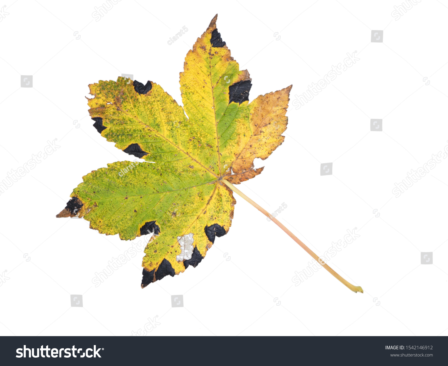 Maple Tree Sycamore Tree Acer Pseudoplatanus Stock Photo Edit Now