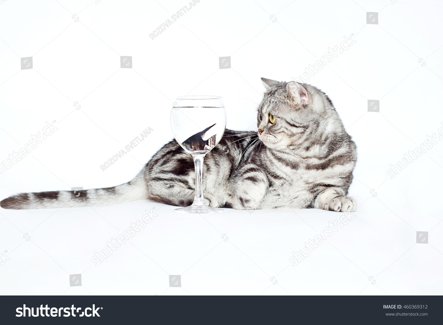 Marble British Shorthair Grey Cat Big Stock Image Download Now