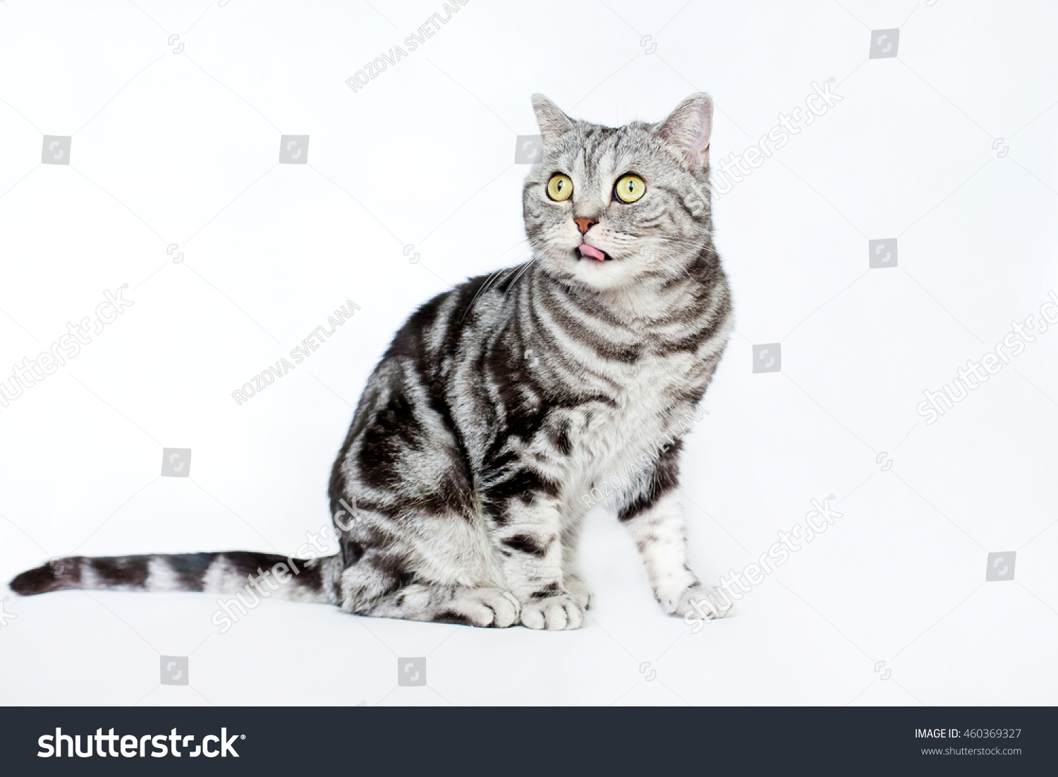 Marble British Shorthair Grey Cat Big Stock Photo Edit Now 460369327