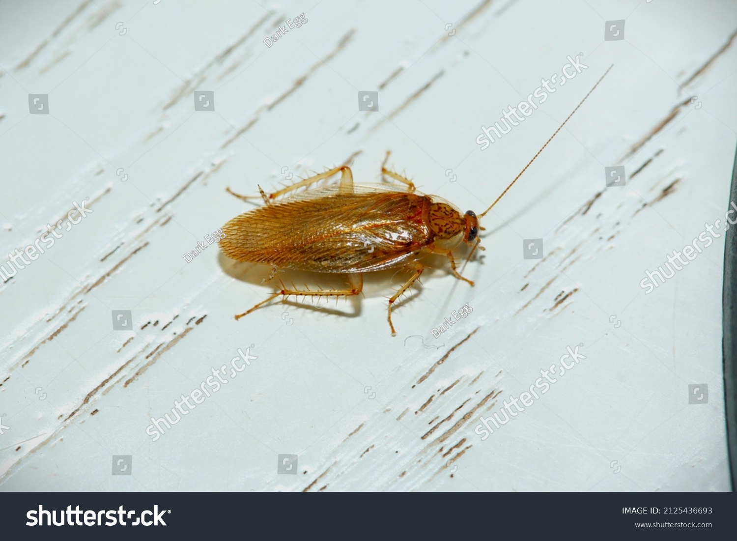 Margattea Nimbata Wood Cockroach Stock Photo 2125436693 | Shutterstock