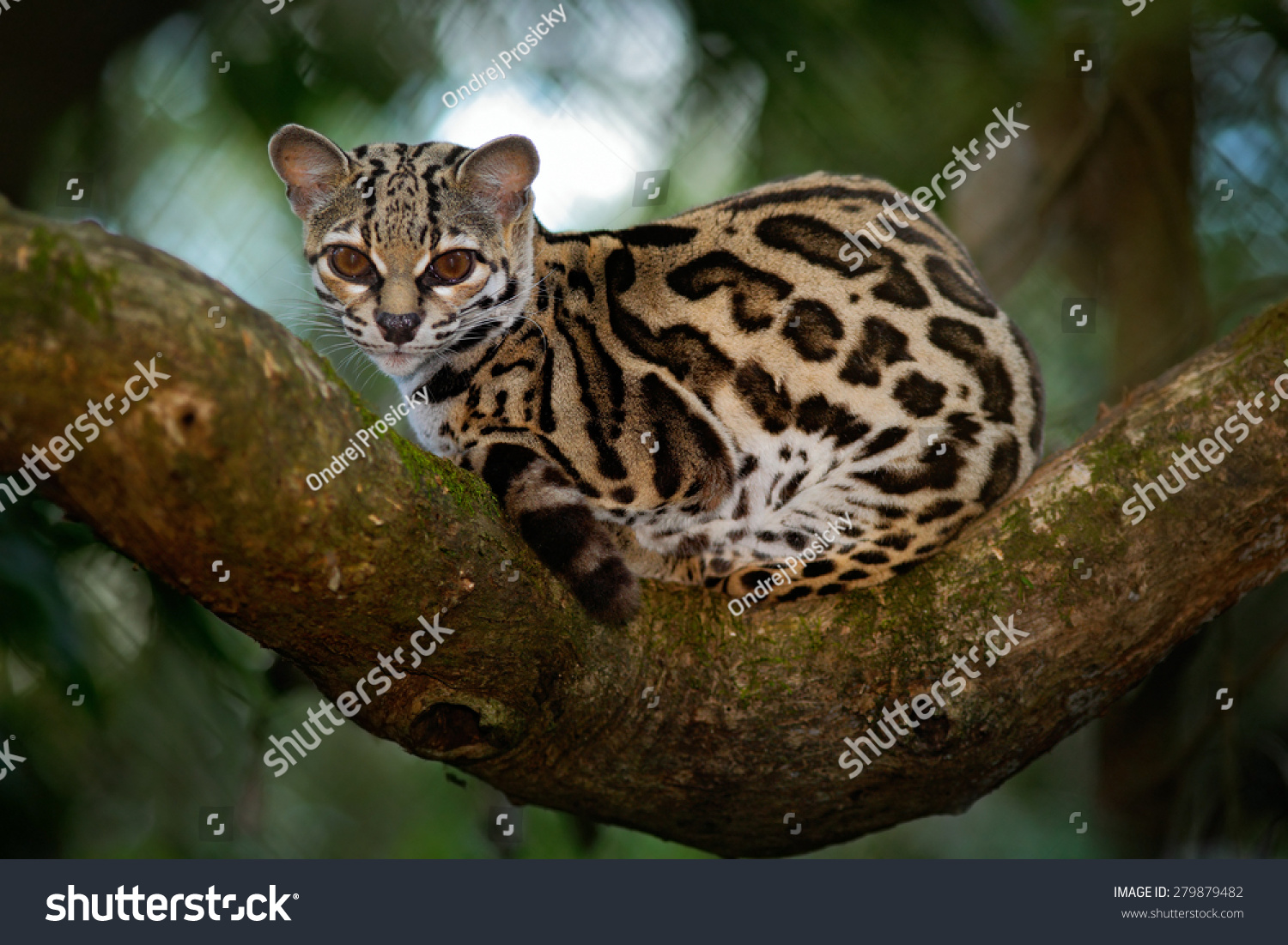 マーゲイ レオパルディス ウィエディ 美しい猫がコスタリカの熱帯林の枝に座っている の写真素材 今すぐ編集