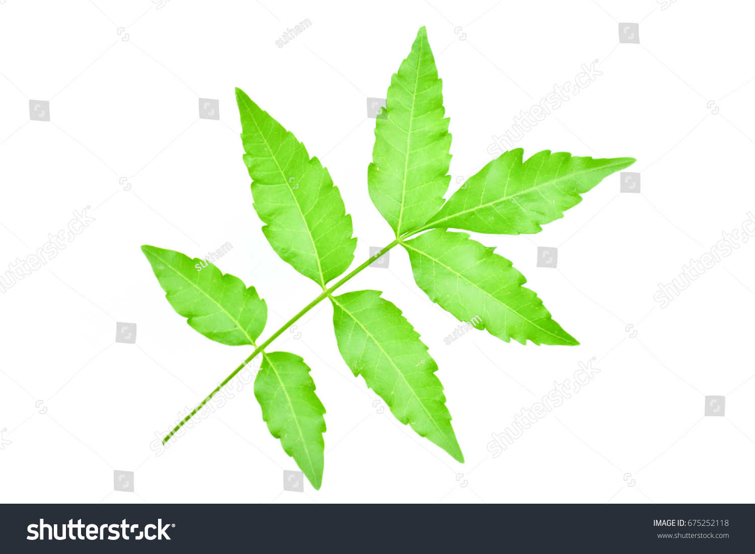 Margosa Nim Neem Tree Genus Melia Stock Photo 675252118 | Shutterstock