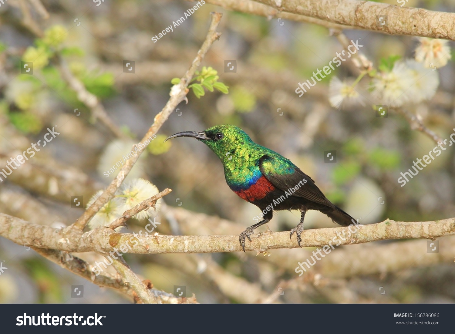 wildbird sunbird