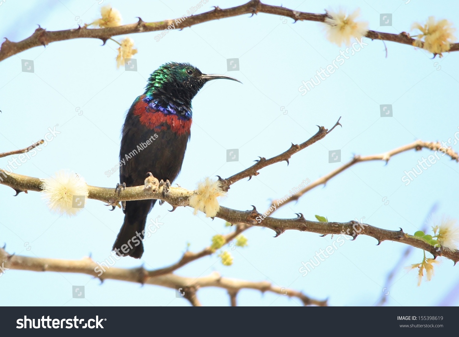 wildbird sunbird