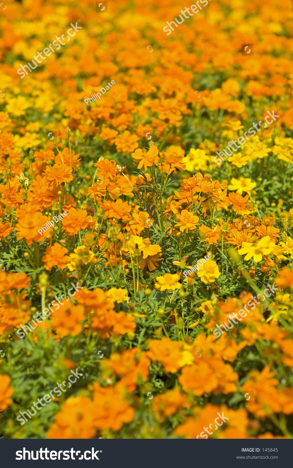 Marigold Flower Bed Stock Photo Edit Now 145845