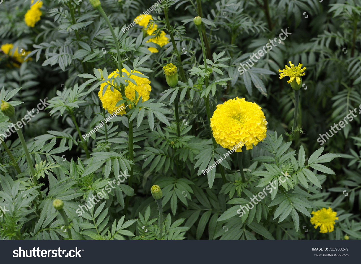 Marigold Flower Leaves Garden Select Focus Stock Photo Edit Now