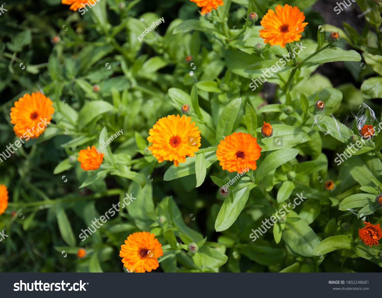 Marigold Flowering Top View Natural Pharmacy Stock Photo 1802248681 ...