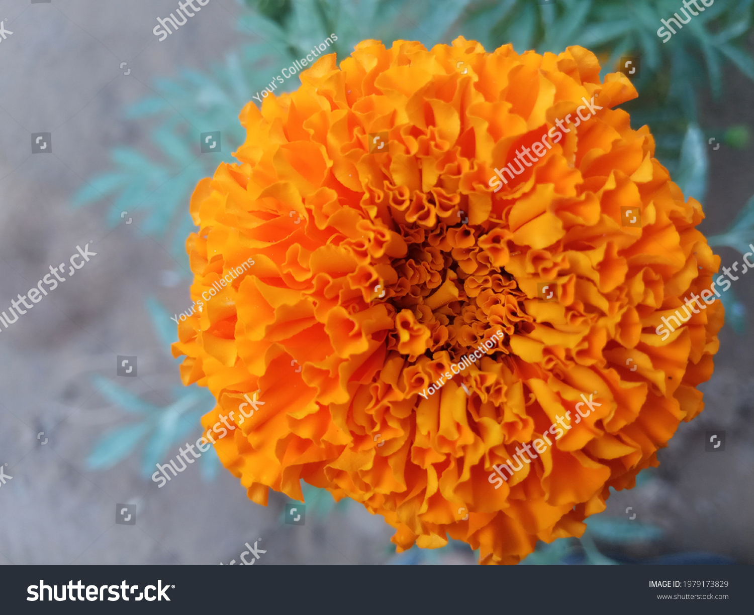 Genda Phool Images Stock Photos And Vectors Shutterstock