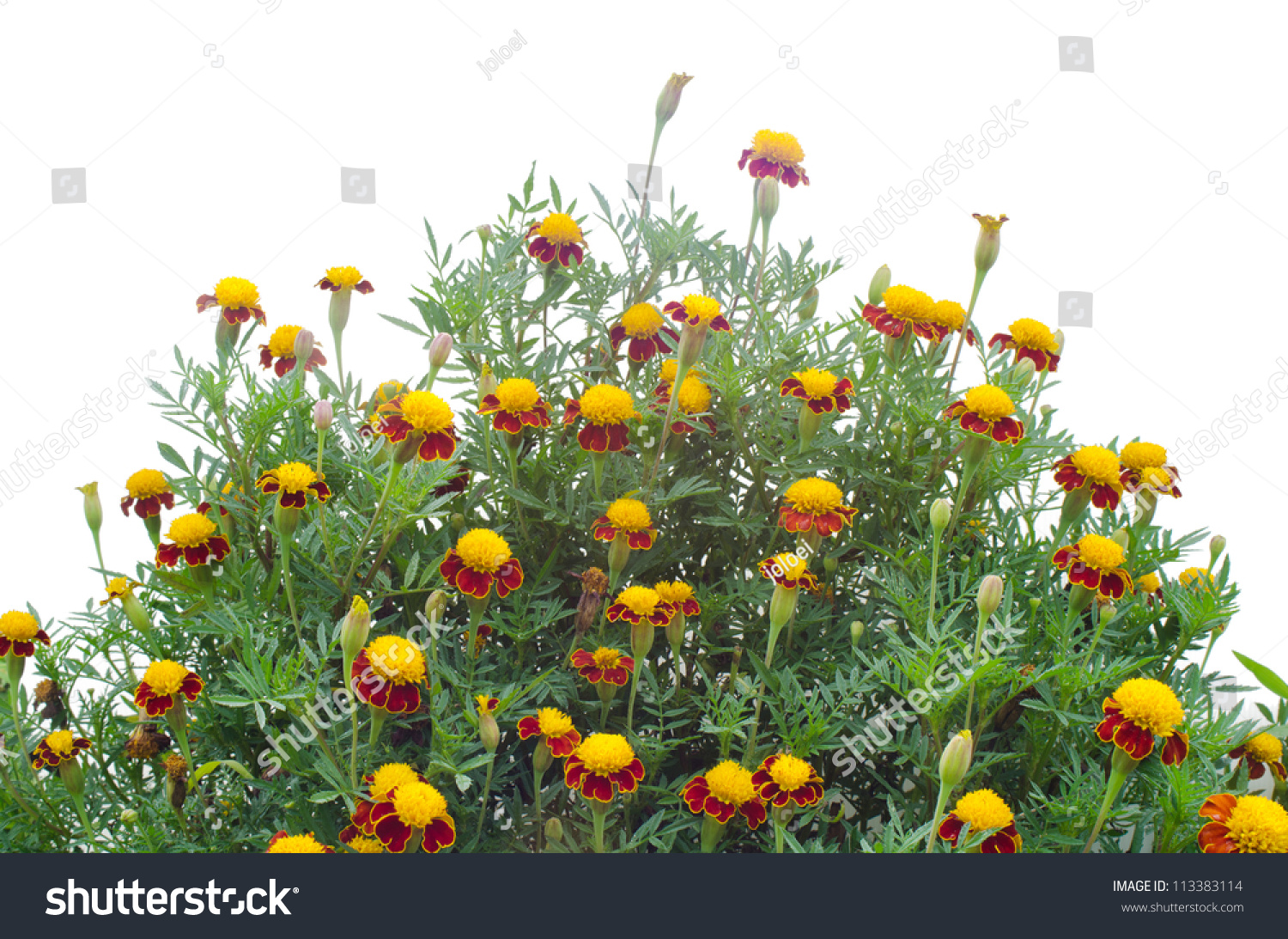 Marigold On Tree Isolated On White Stock Photo 113383114 | Shutterstock