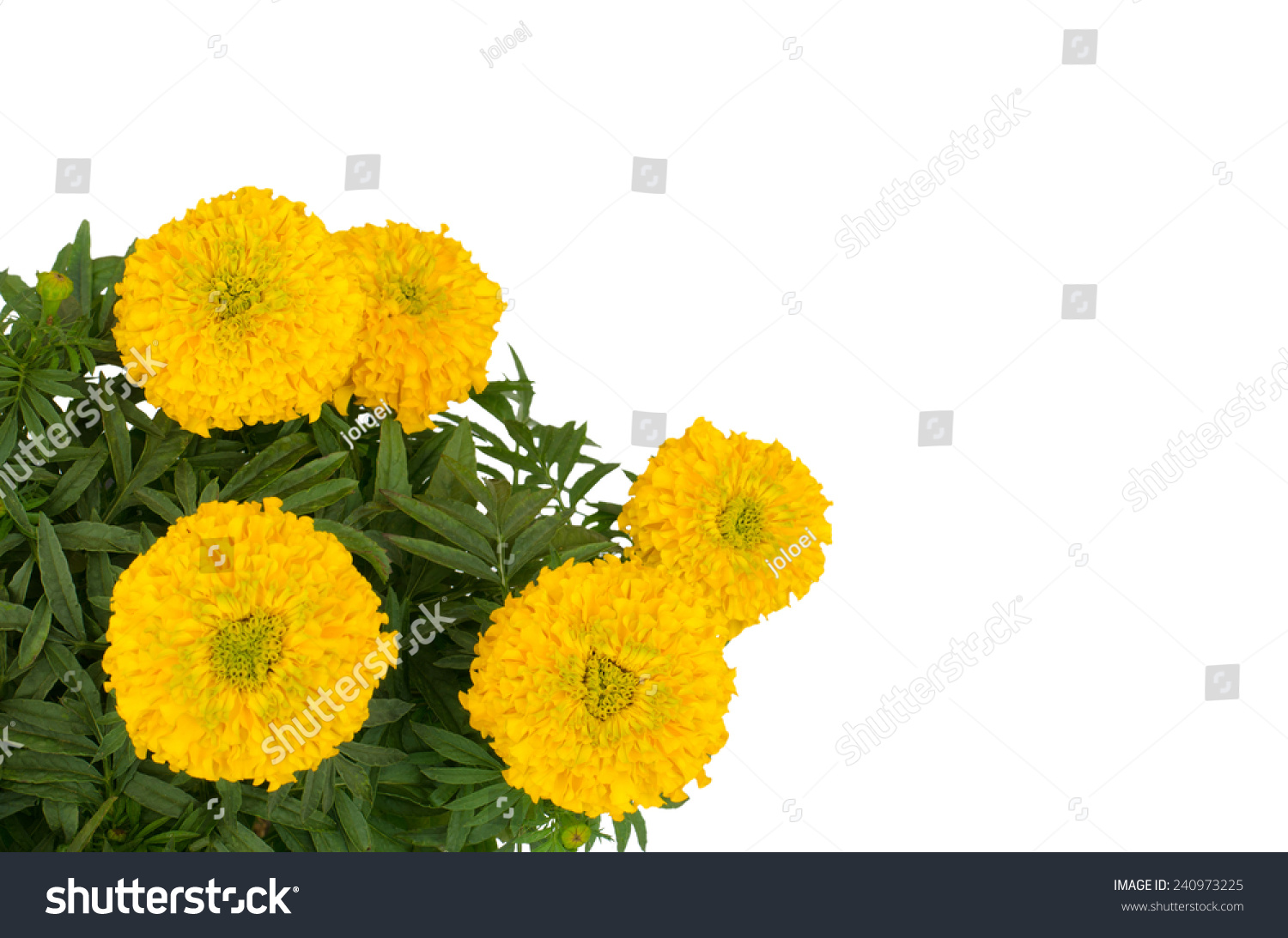 Marigold On Tree Isolated On White Stock Photo 240973225 | Shutterstock