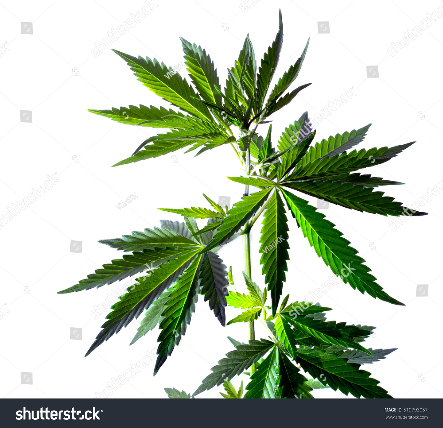 Marijuana Leaves Isolated On White Background Stock Photo 519793057 ...