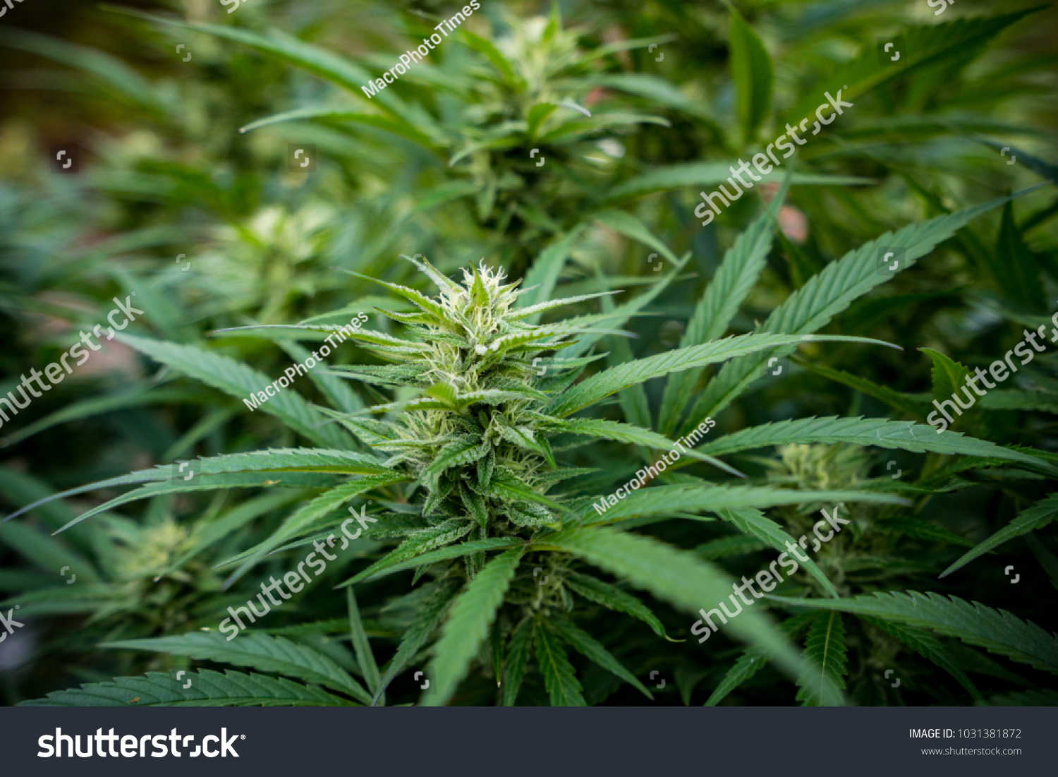 Marijuana Strain Agent Orange Stock Photo Edit Now