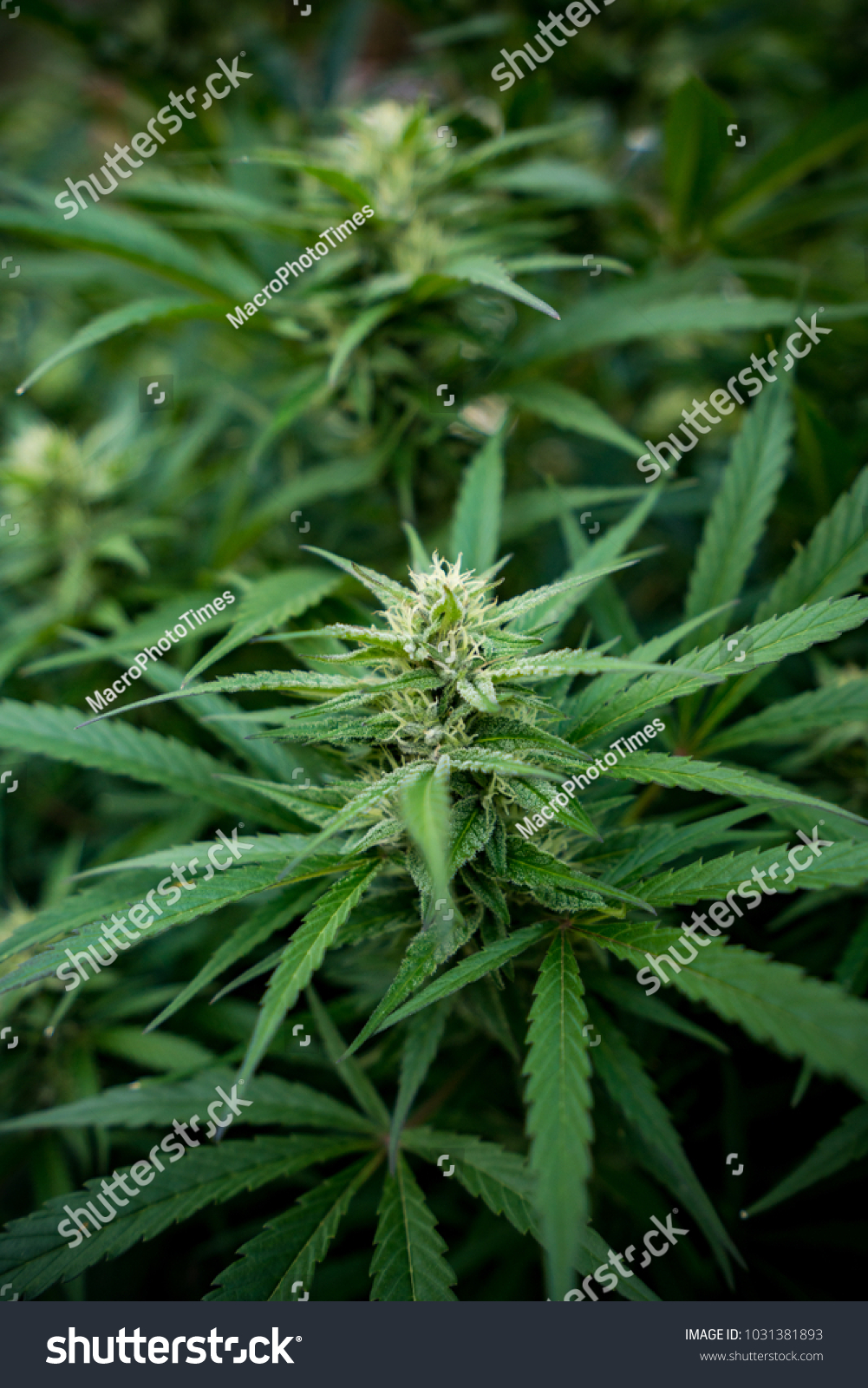 Marijuana Strain Agent Orange Stock Photo Edit Now