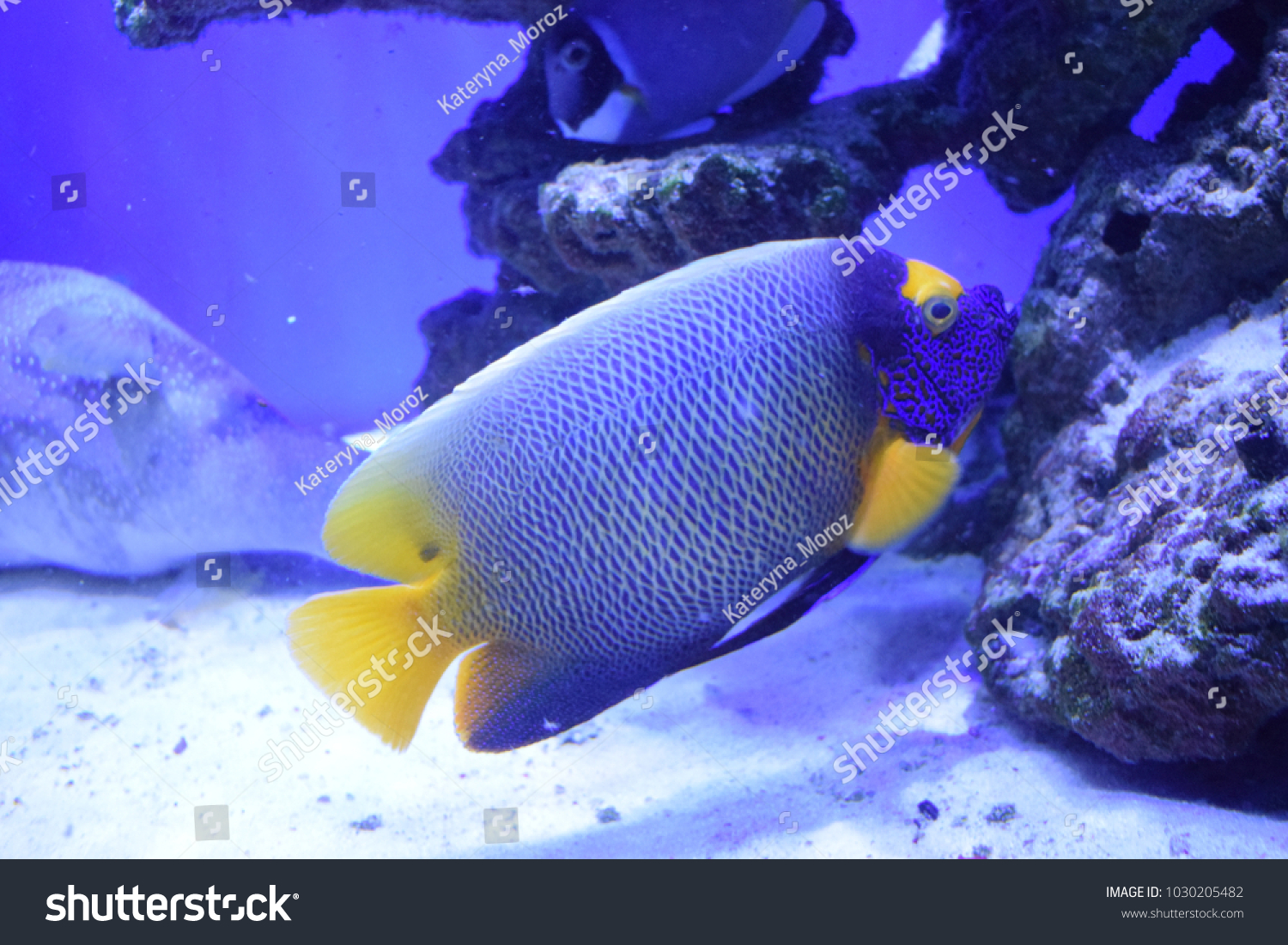 marine angelfish www