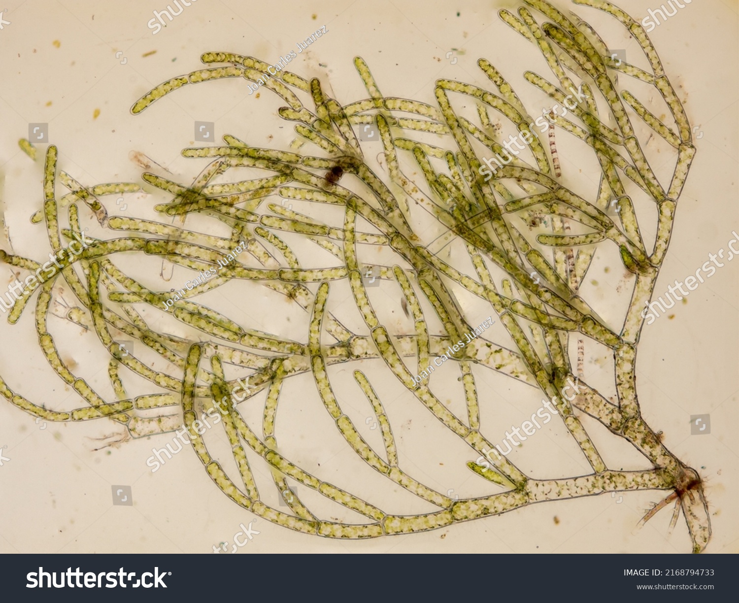 Marine Green Algae Under Microscope Optical Stock Photo 2168794733 ...