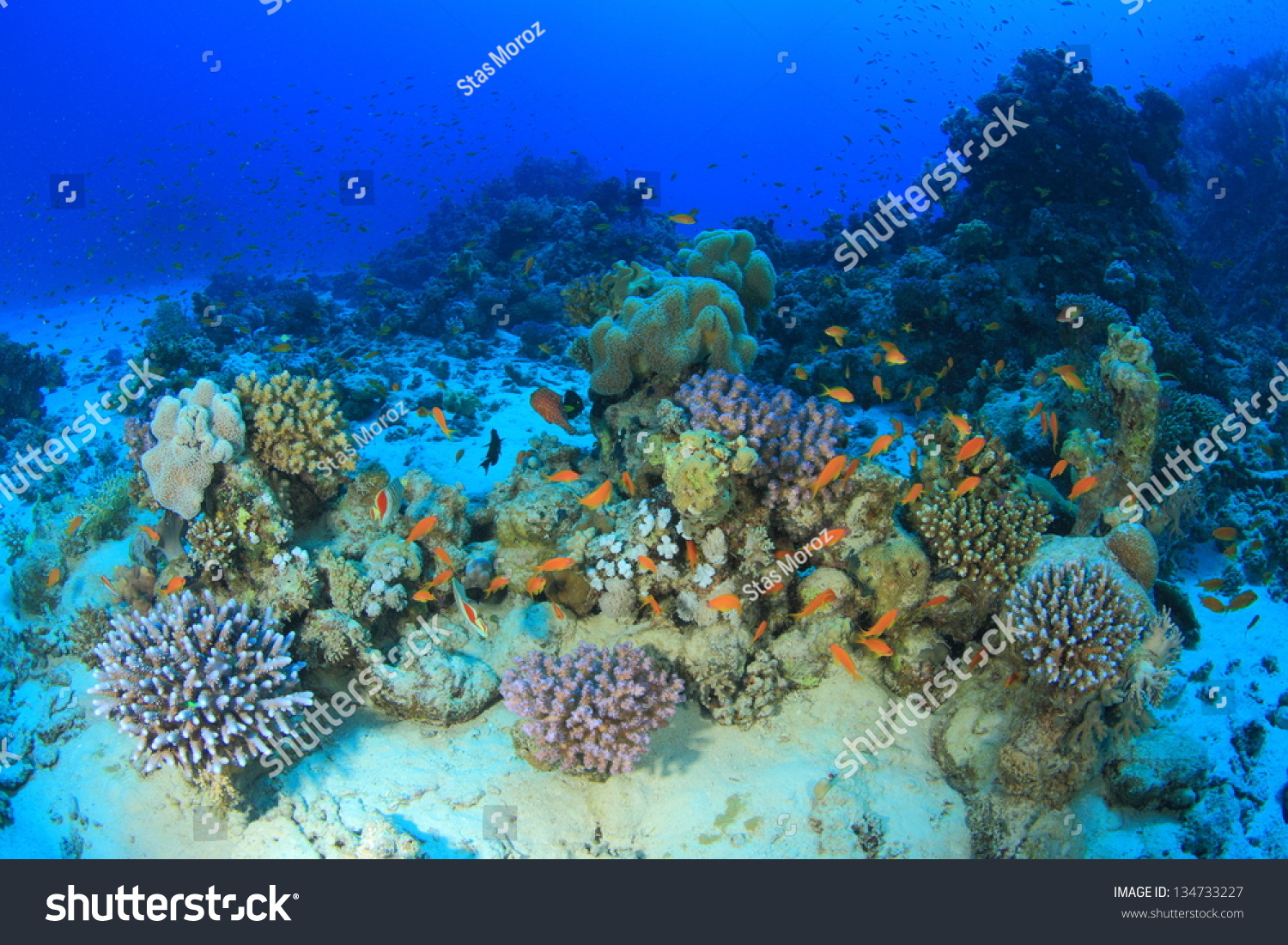Marine Life In The Red Sea Stock Photo 134733227 : Shutterstock