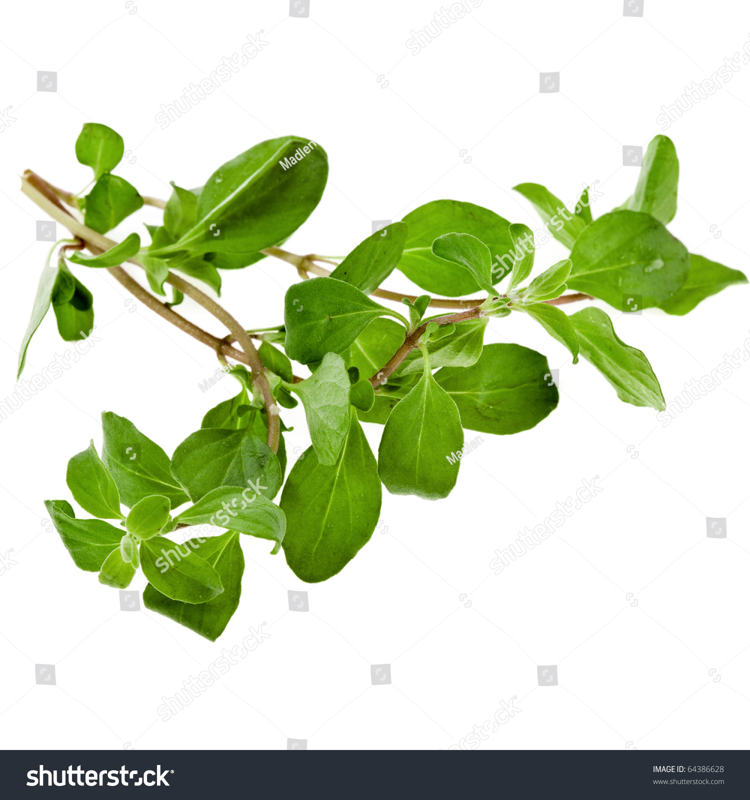 Marjoram Herb (Origanum Majorana ) Stock Photo 64386628 : Shutterstock