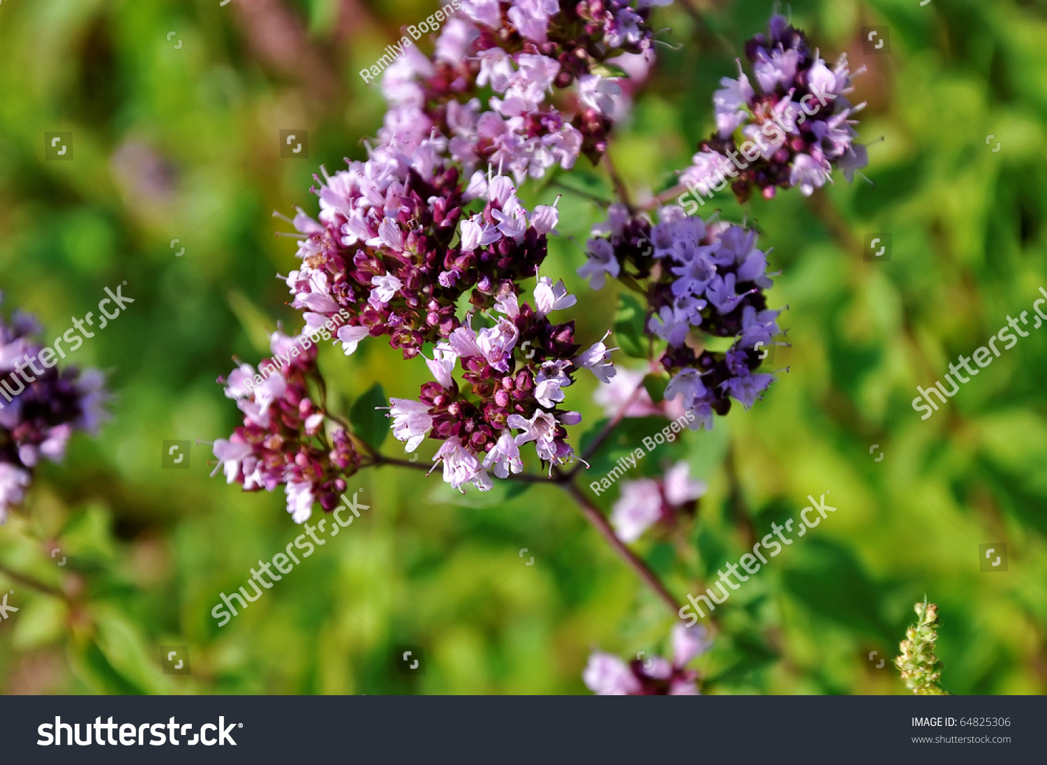 Marjoram Or Oregano(Herb And Spice) With Purple Flowers Stock Photo ...