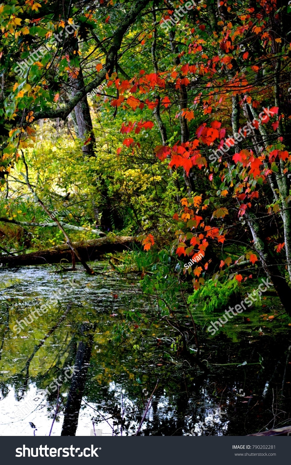 Mass Audubons Broadmoor Wildlife Sanctuary Stock Photo Edit Now 790202281